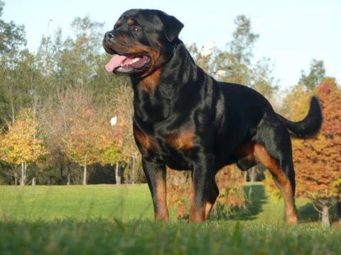 Rotteln Rottweilers