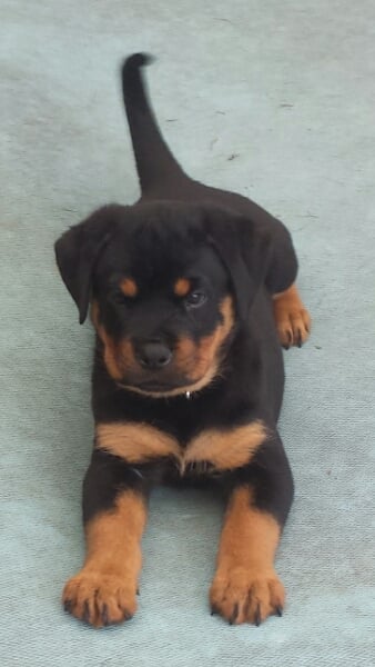 Rotteln Rottweiler Pup