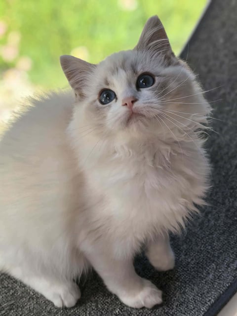 Powder