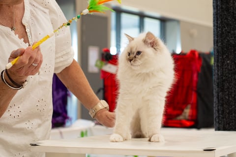 Sunyara Heartbreak Prince, our show neuter Ragdoll