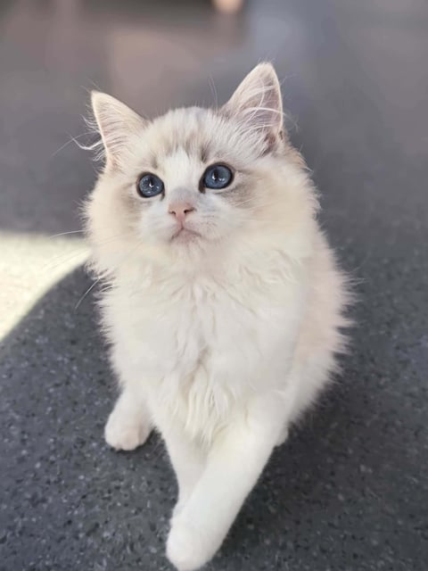 Powder, future breeding queen