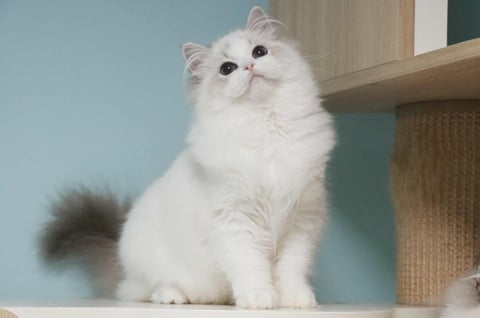 Pokémon, one of our breeding queens