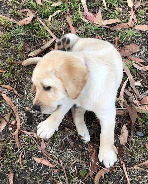 Papoulab Labradors: Pippa