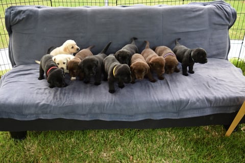 Papoulab Labradors: Couch puppies