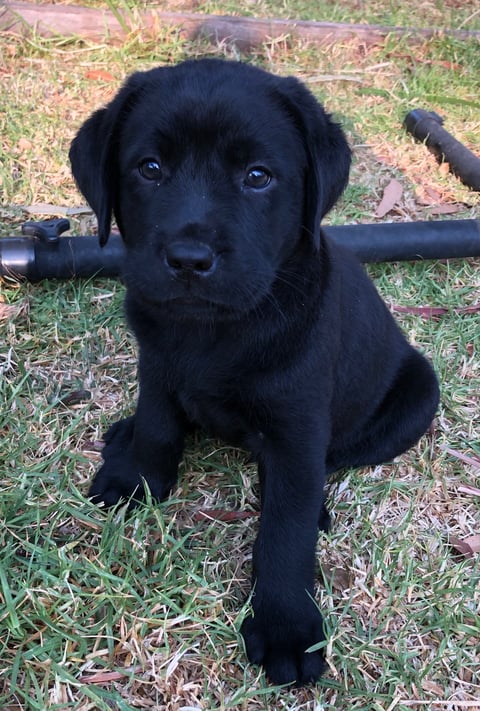 Papoulab Labradors: Griff