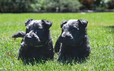 puppies playing