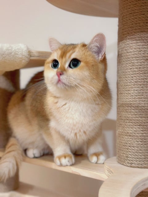 Golden British shorthair/ longhair kittens