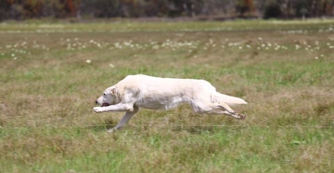 Nighthaven Kennels - Freya Lure coursing