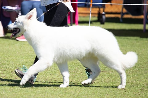 Nighthaven Kennels - Odin Showing