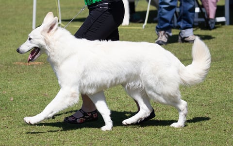 Nighthaven Kennels - Alice showing