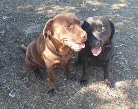 KELARGA Labradors