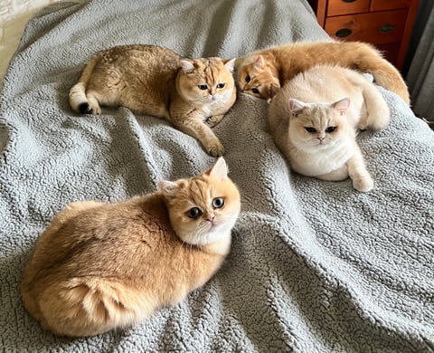 4 Golden girls