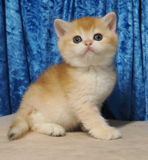 Golden baby