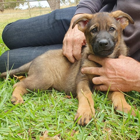 Wolfdenn Kennels German Shepherd pup