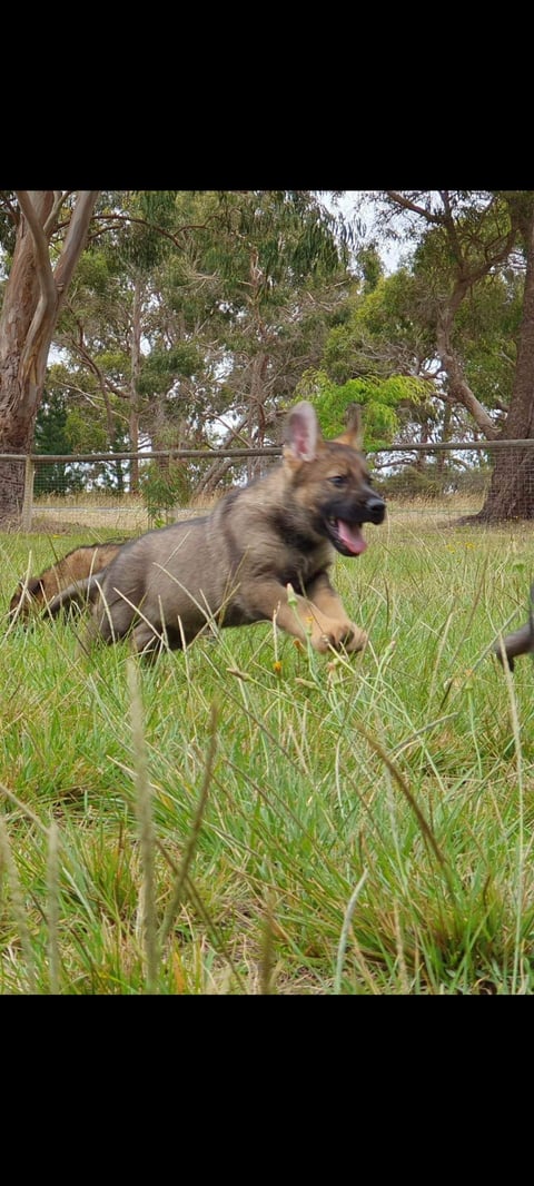 Wolfdenn Kennels German Shepherds 