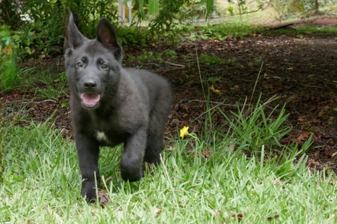 Wolfdenn Kennels German Shepherds 