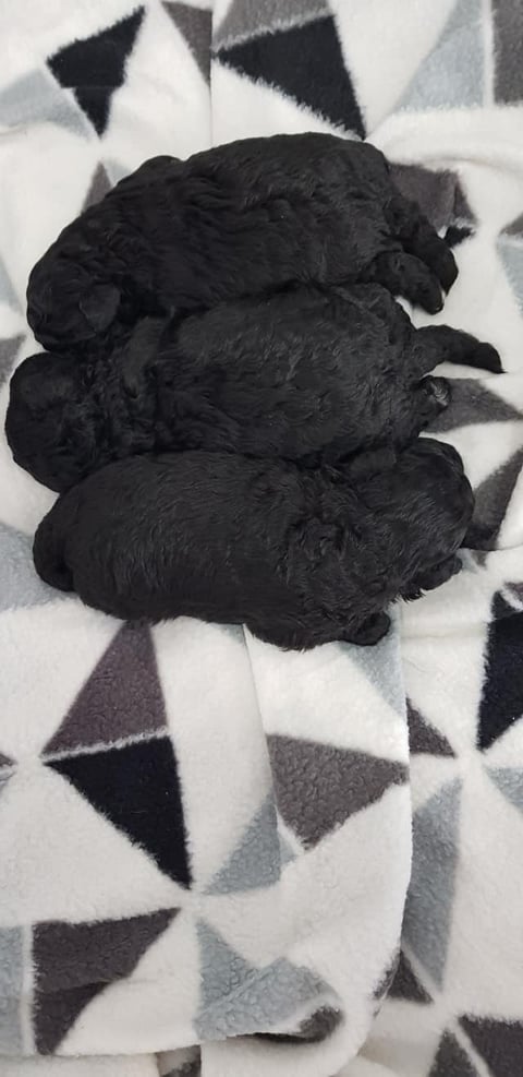 Previous litter