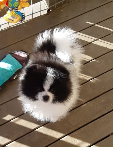 Solinca Pomeranians 