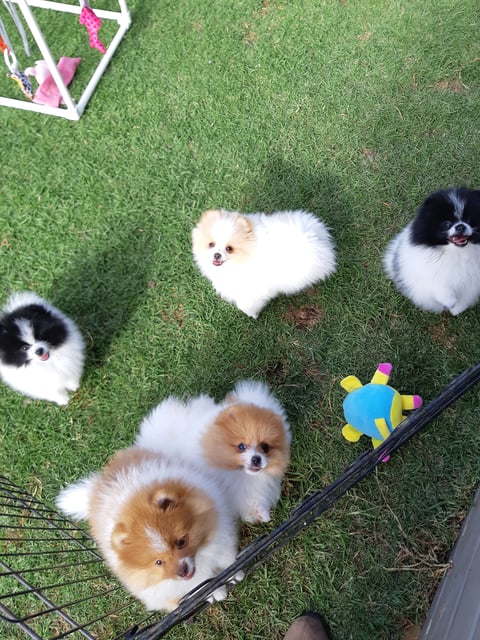 Solinca Pomeranians 