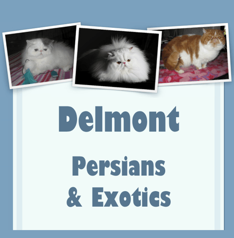 DELMONT PERSIANS AND EXOTICS SOUTH AUSTRALIA.