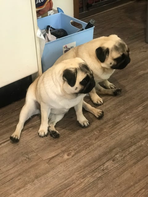 Quom Pugs - Ying & Yan