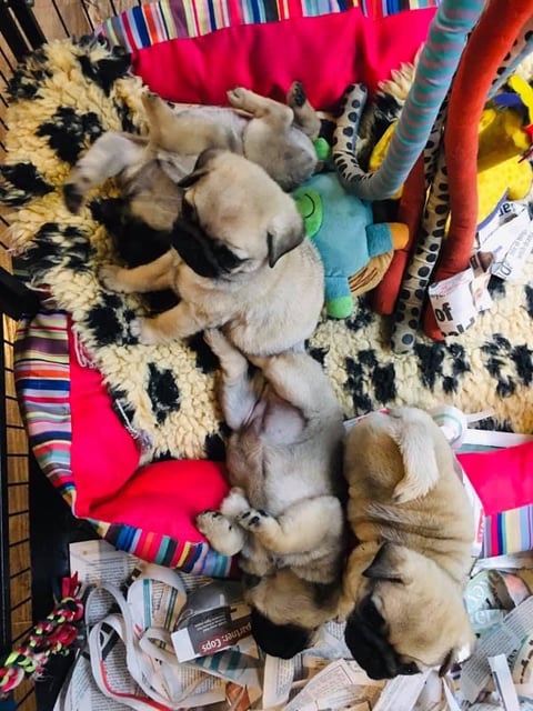 Quom Pugs At play 