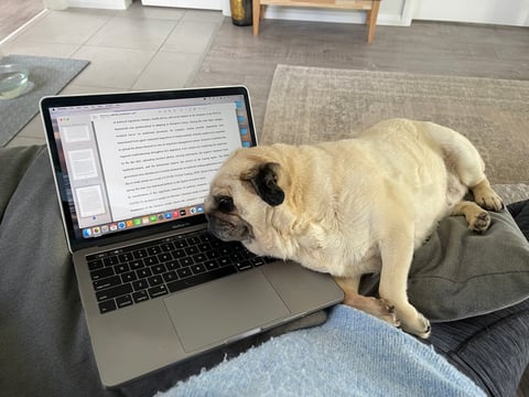 Quom Pugs - Co-worker