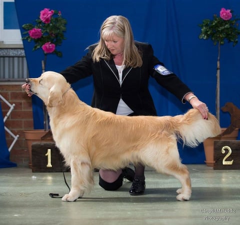 BEAUCROFT GOLDEN RETRIEVERS