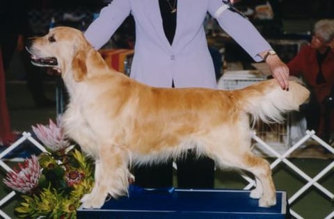 BEAUCROFT GOLDEN RETRIEVERS