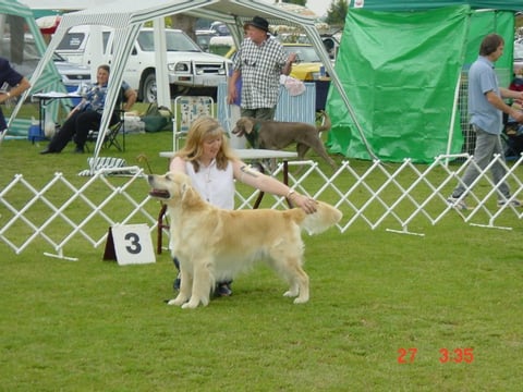 BEAUCROFT GOLDEN RETRIEVERS