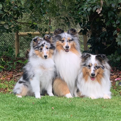 Santecho Shetland Sheepdogs - Three blues 