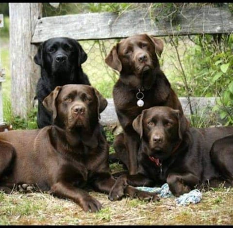 Kuuwa Labradors - The originals