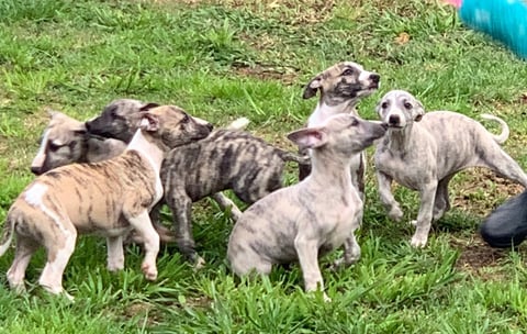 Nabihah Whippet Pups