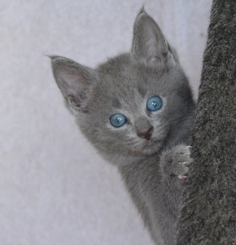 Archangeli Russian Blues - Beautiful family kitten