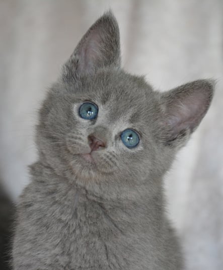 Archangeli Russian Blues - Beautiful family kitten