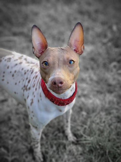 MinkyMu American Hairless Terriers