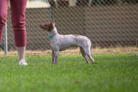 MinkyMu American Hairless Terriers