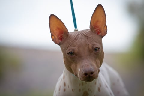 MinkyMu American Hairless Terriers