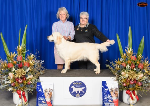 Hobsonvale Golden Retrievers - Eve 