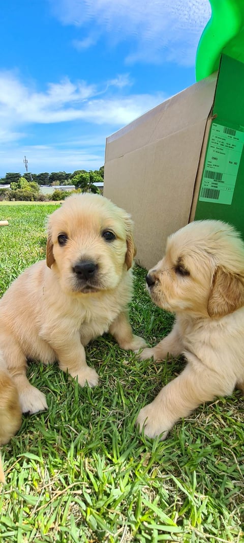 Serasigold Golden Retriever Pups