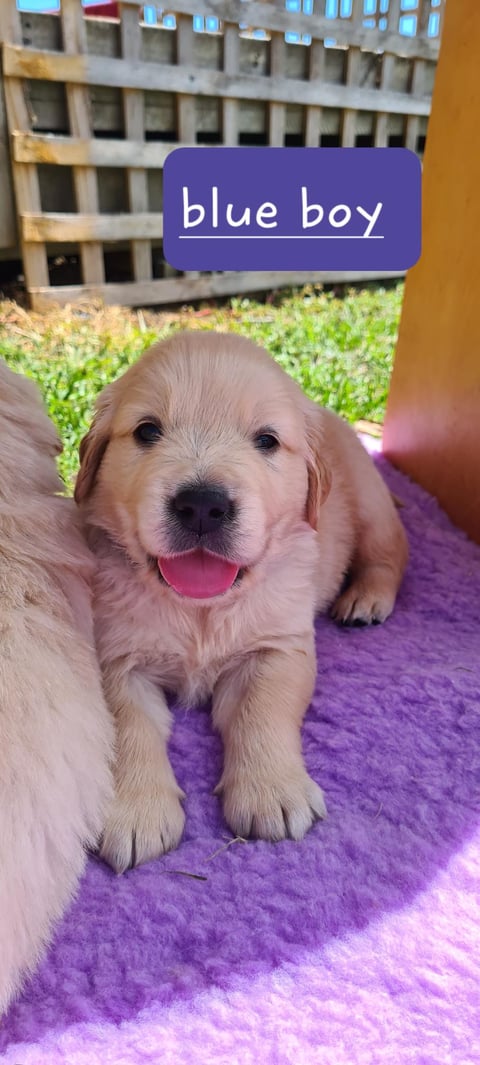 Serasigold Golden Retriever Pups