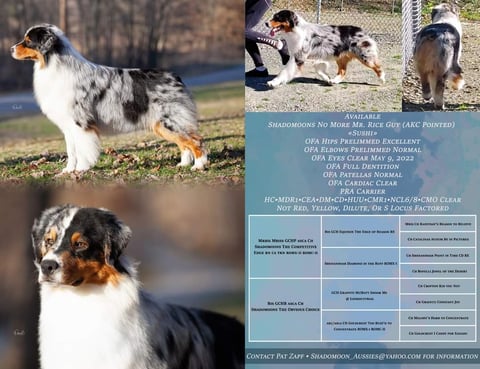 Sarsica Australian Shepherds