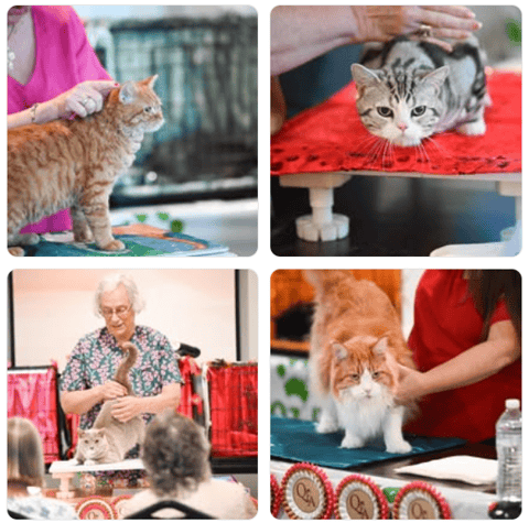 QUEENSLAND FELINE ASSOCIATION