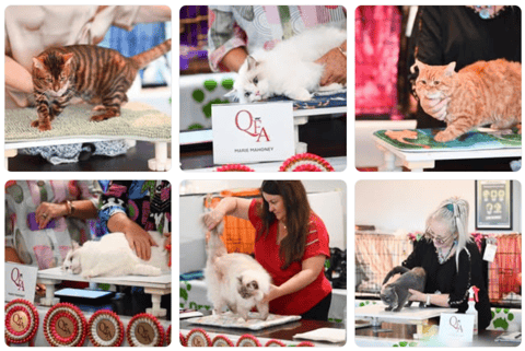 QUEENSLAND FELINE ASSOCIATION