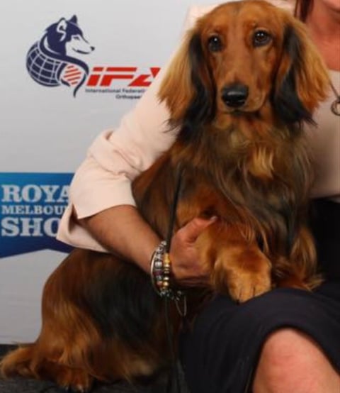 LAURADALE STANDARD LONG HAIRED DACHSHUNDS