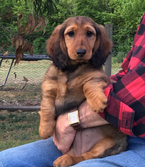 LAURADALE STANDARD LONG HAIRED DACHSHUNDS