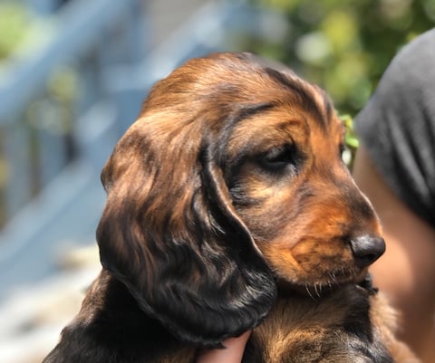 LAURADALE STANDARD LONG HAIRED DACHSHUNDS