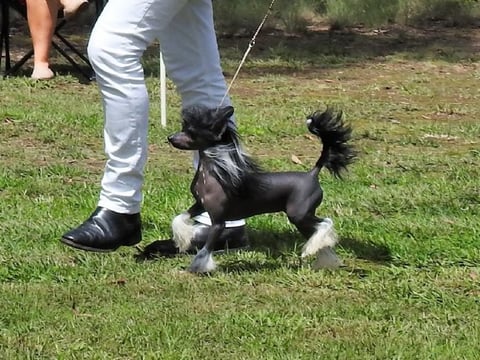 Jularth Chinese Crested Dogs