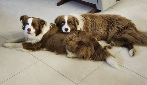 Bordermeade Border Collies