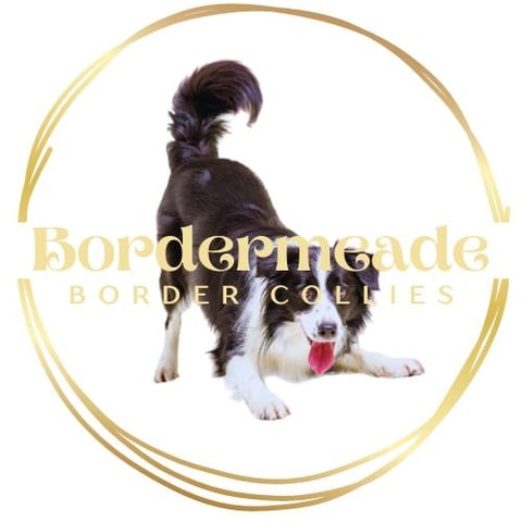 Bordermeade Border Collies